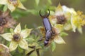 Earwig (Dermaptera). Royalty Free Stock Photo